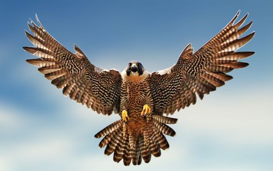 Burung Falcon Ternyata Burung Tercepat Di Dunia!