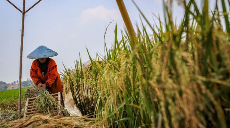 Solusi Inovatif Untuk Membangun Sistem Pangan Yang Ramah