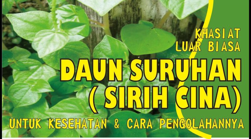 Daun Suruhan