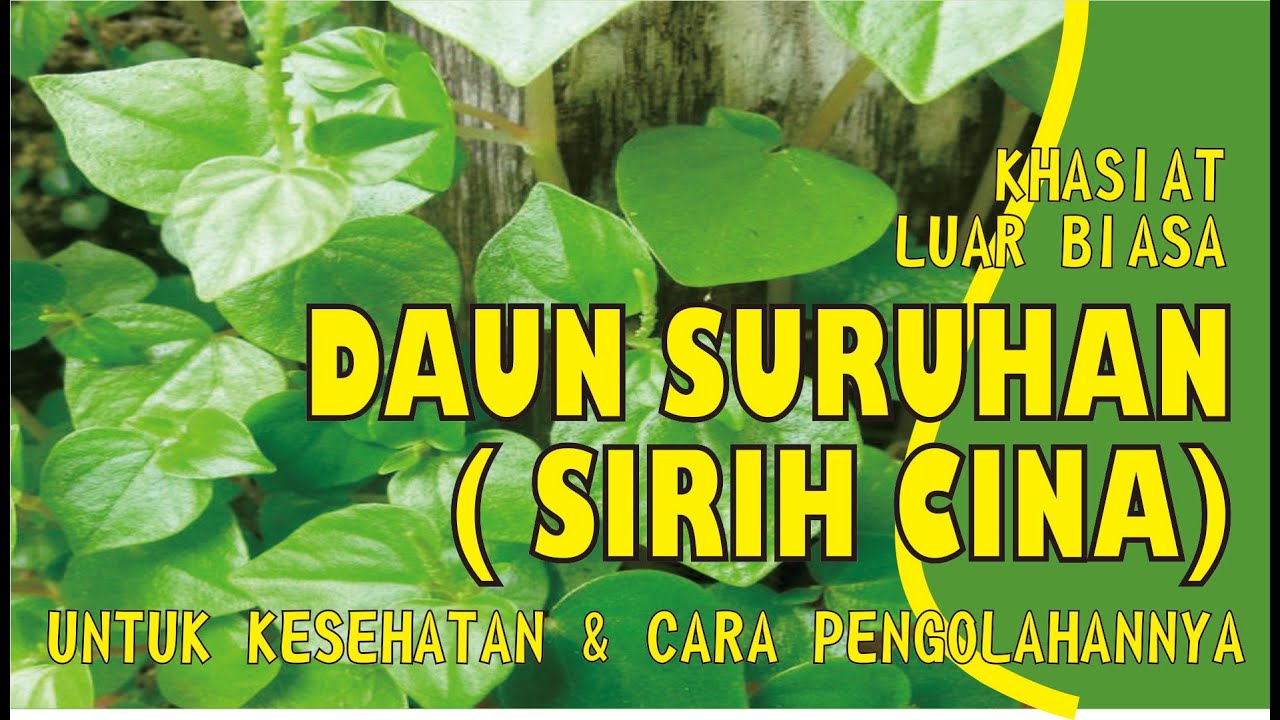 Daun Suruhan