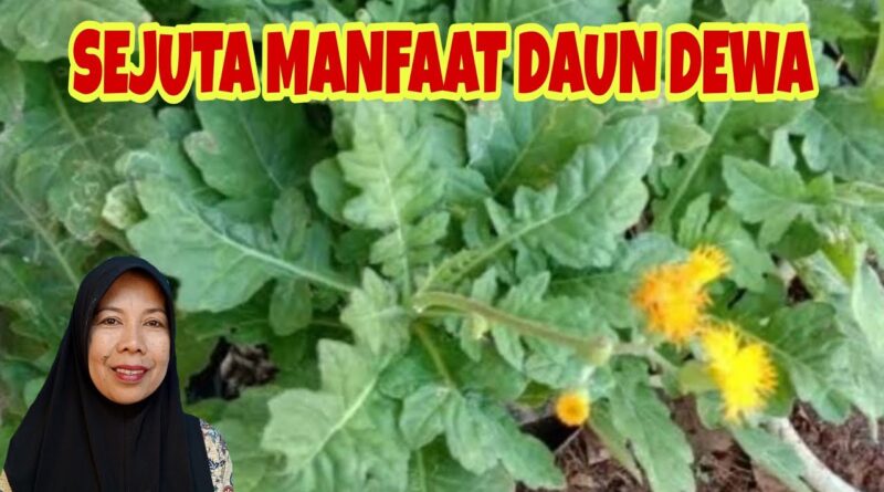 Daun Dewa