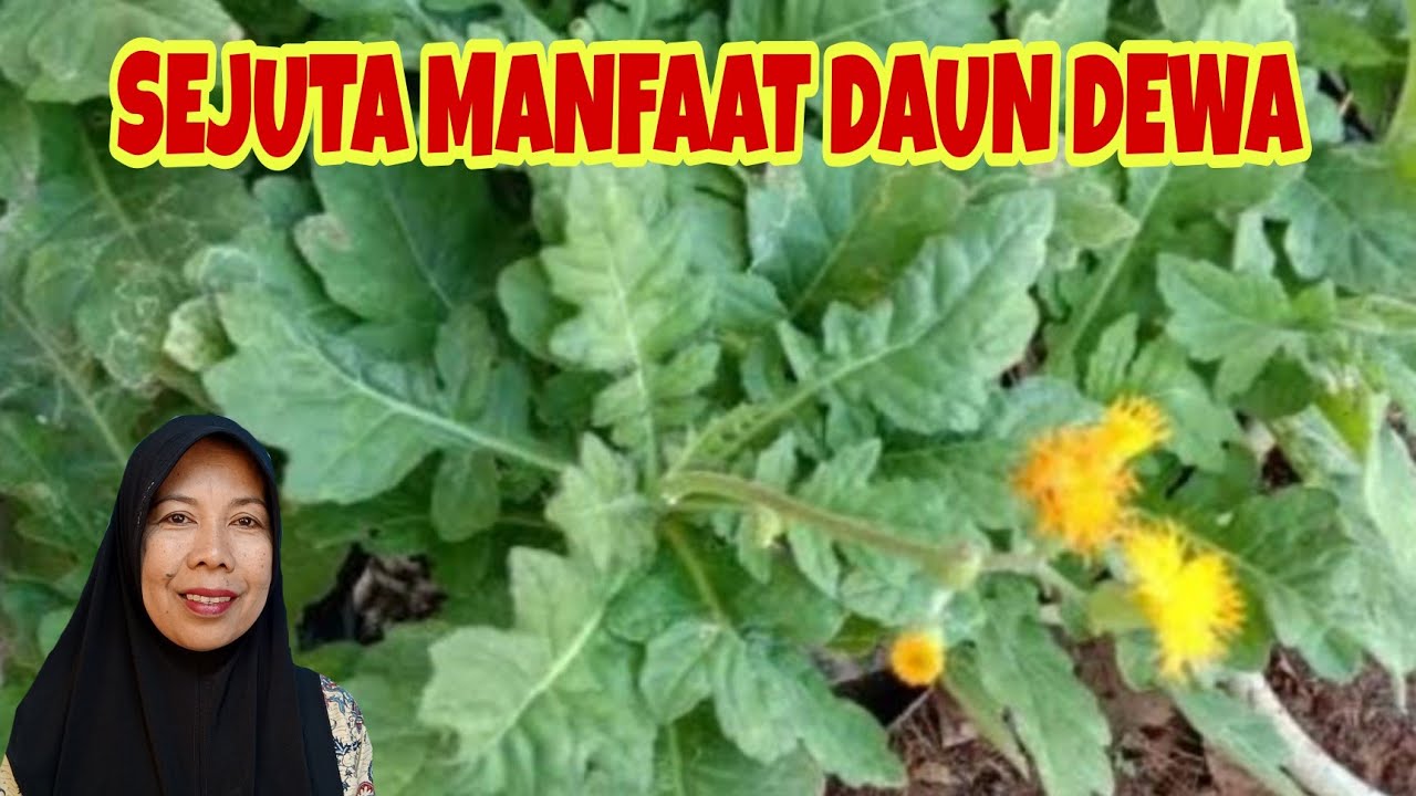 Daun Dewa