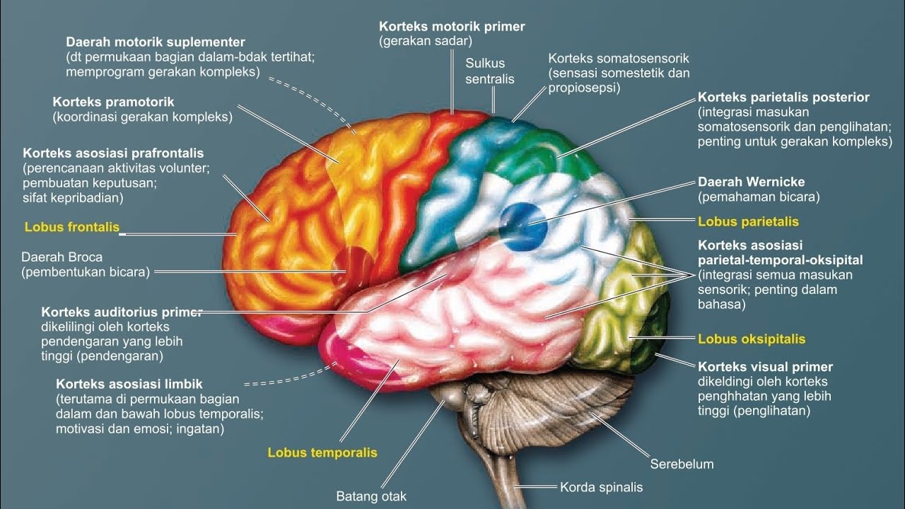Fungsi Organ Utama Saraf Pada Otak Memiliki Peran Khusus