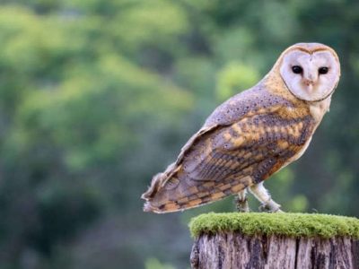 Fakta Unik Burung Hantu