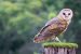 Fakta Unik Burung Hantu