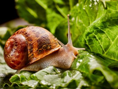 Siput Memang Memiliki Gigi