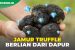 Keunikan Jamur Truffle