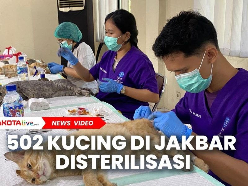 Steril Kucing Gratis