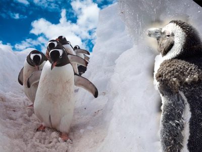 Tingkah Laku Penguin