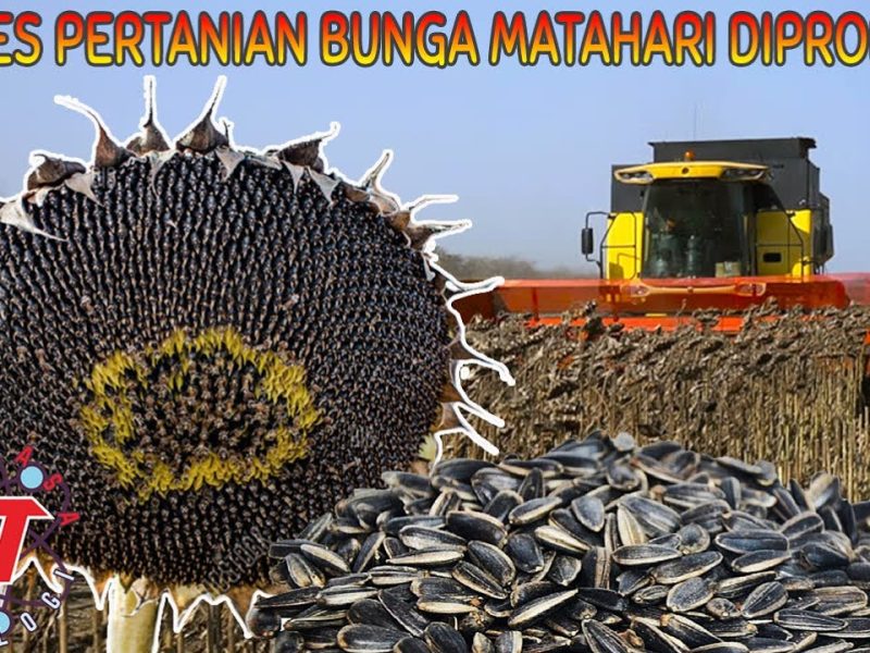 Peran Bunga Matahari