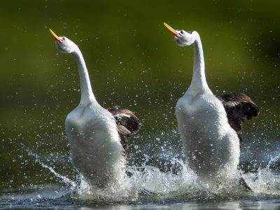 Fakta Unik Burung Grebe