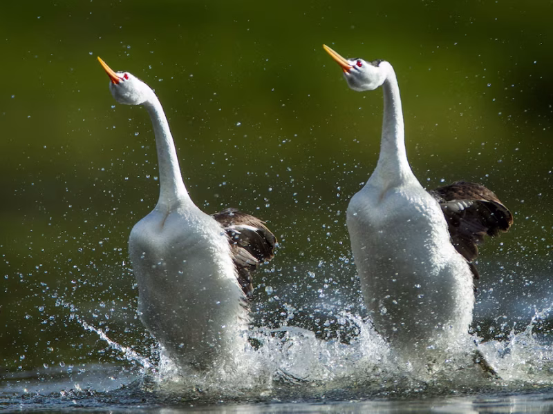 Fakta Unik Burung Grebe
