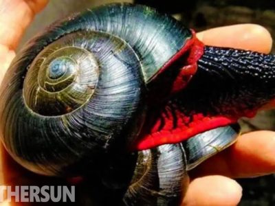 Keunikan Siput Gunung Merapi