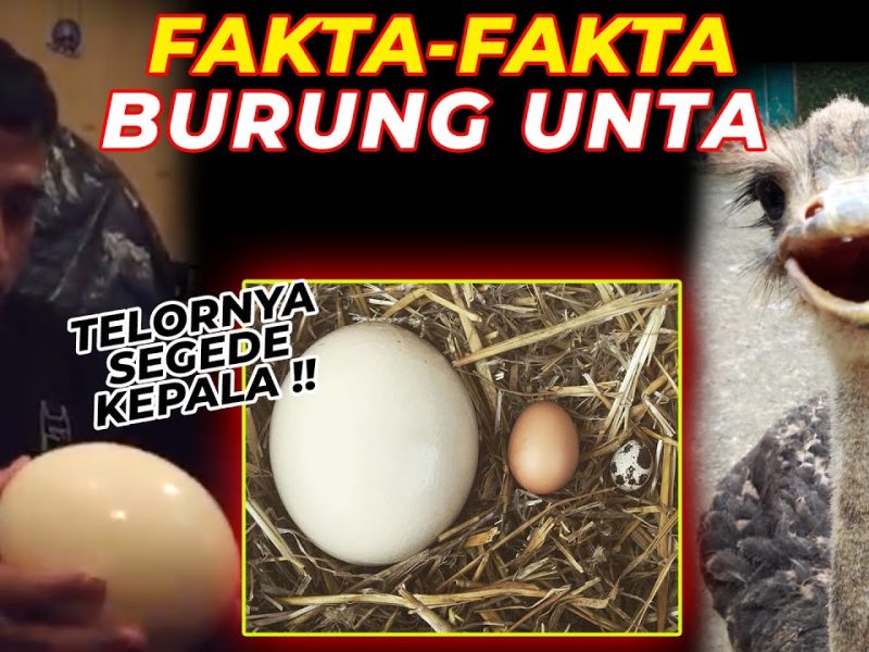 Fakta Menarik Burung Unta