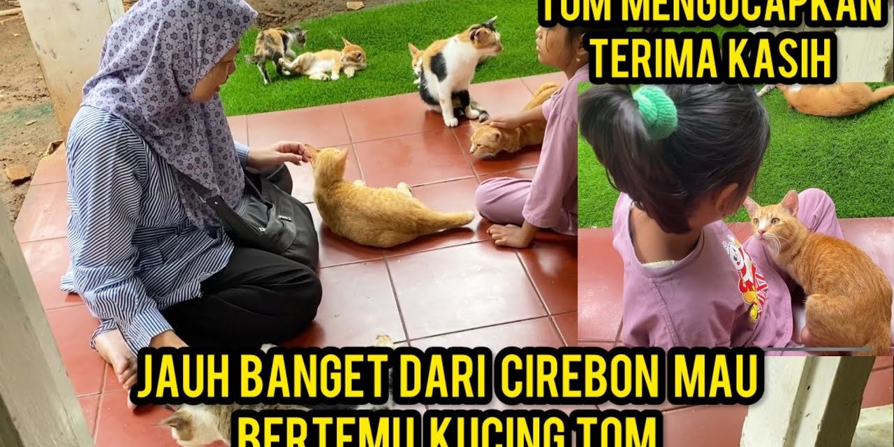 Menjadi Cat Lovers: Memahami Perilaku Dan Kebutuhan Kucing