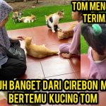 Menjadi Cat Lovers: Memahami Perilaku Dan Kebutuhan Kucing