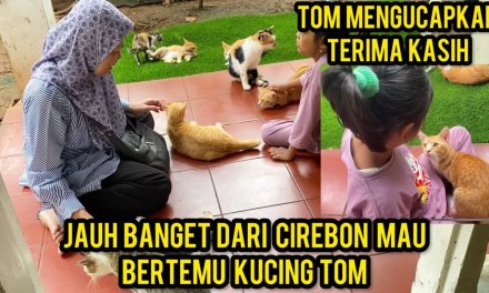 Menjadi Cat Lovers: Memahami Perilaku Dan Kebutuhan Kucing