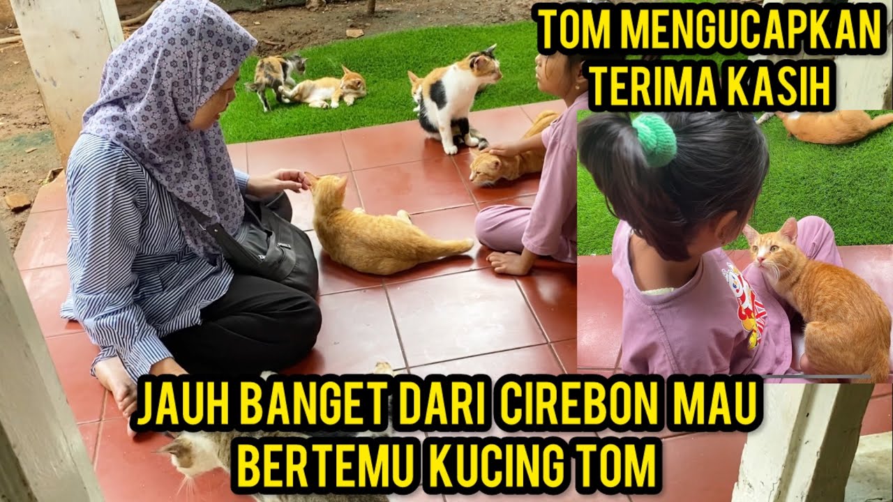 Menjadi Cat Lovers