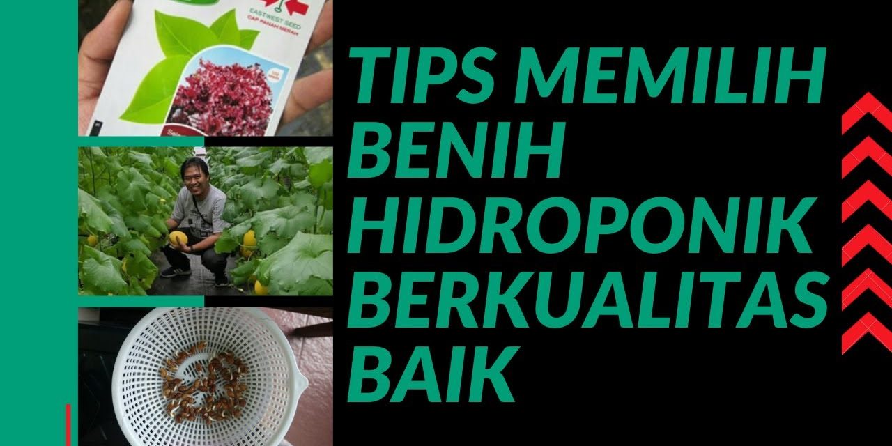 Pemilihan Benih Sayuran: Langkah Awal Menuju Panen Sukses