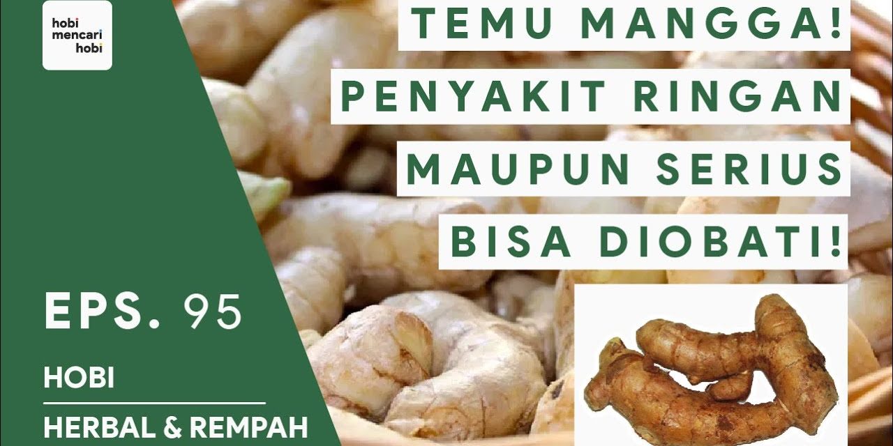 Potensi Curcuma Mangga Di Dalam Dunia Farmasi Dan Kesehatan