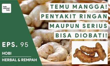 Potensi Curcuma Mangga Di Dalam Dunia Farmasi Dan Kesehatan