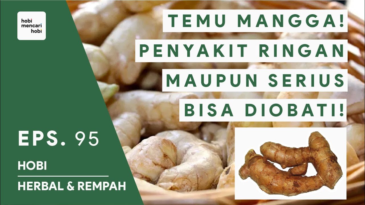 Potensi Curcuma Mangga