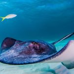 Ikan Beracun Di Dunia, Ada yang Bisa Sebabkan Kematian