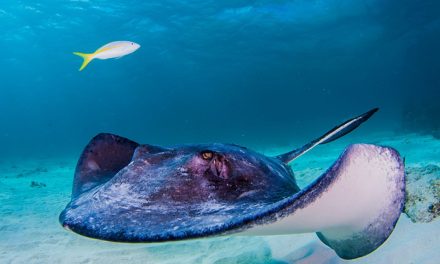 Ikan Beracun Di Dunia, Ada yang Bisa Sebabkan Kematian