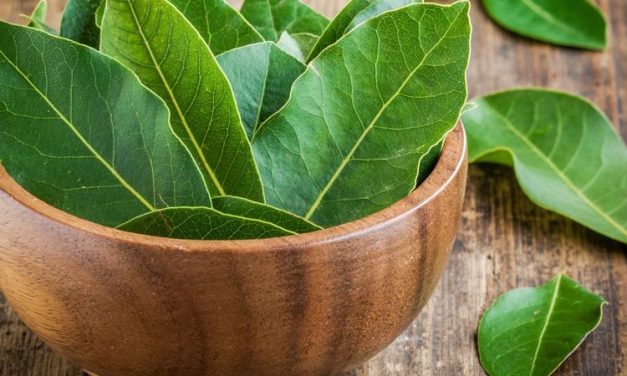 Khasiat Daun Salam Di Pakai Untuk Pengobatan Tradisional Lo!