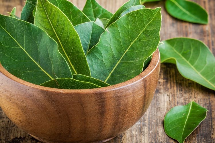 Khasiat Daun Salam Di Pakai Untuk Pengobatan Tradisional Lo!