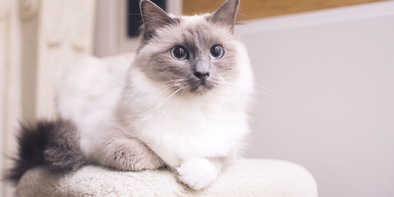 Mengenal Kucing Ragdoll, Punya Sifat Lembut Dan Bulu Yang Halus