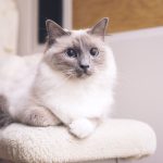 Mengenal Kucing Ragdoll, Punya Sifat Lembut Dan Bulu Yang Halus