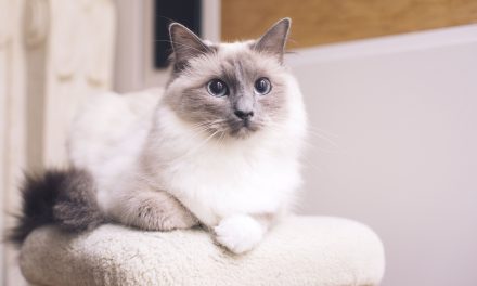 Mengenal Kucing Ragdoll, Punya Sifat Lembut Dan Bulu Yang Halus