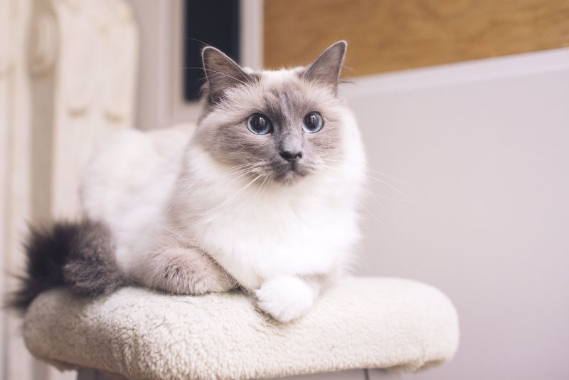 Mengenal Kucing Ragdoll