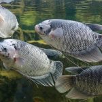 Budidaya Gurame, Lebih Cepat Pertumbuhan Di Banding Ikan Lain