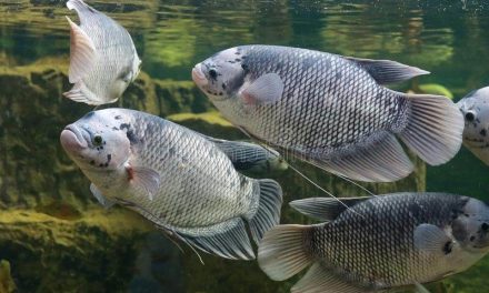 Budidaya Gurame, Lebih Cepat Pertumbuhan Di Banding Ikan Lain