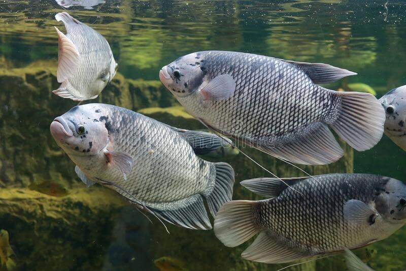 Budidaya Gurame, Lebih Cepat Pertumbuhan Di Banding Ikan Lain