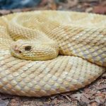 Fakta Unik Golden Lancehead Spesies Yang Sangat Mematikan