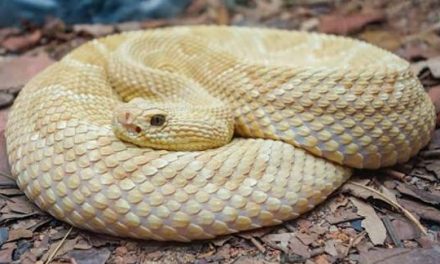 Fakta Unik Golden Lancehead Spesies Yang Sangat Mematikan