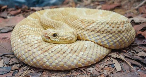 Fakta Unik Golden Lancehead Spesies Yang Sangat Mematikan