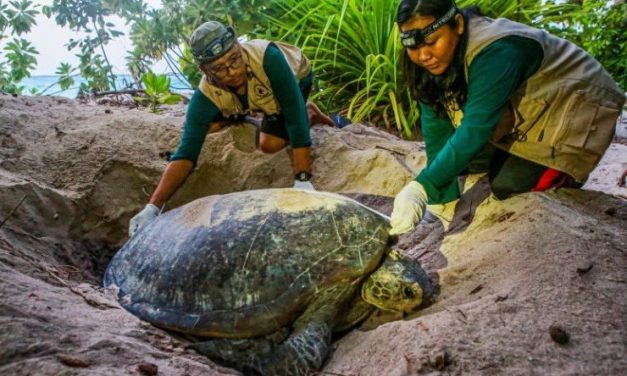 Pentingnya Konservasi Penyu, Menjaga Kelanjutan Ekosistem Laut