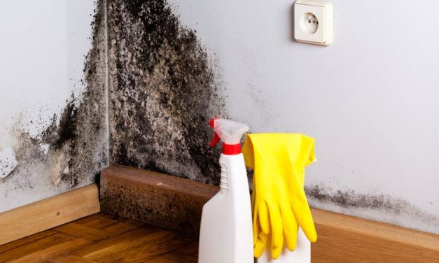 Sangat Bahaya, Black Mold Di Dinding Harus Di Hilangkan