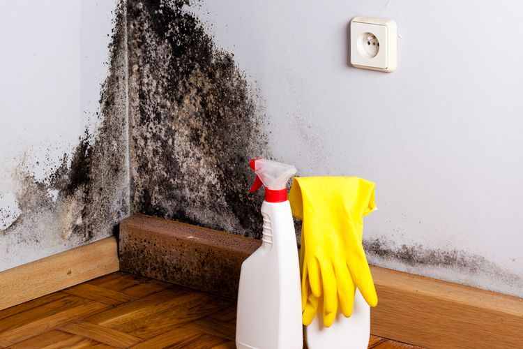 Sangat Bahaya, Black Mold Di Dinding Harus Di Hilangkan